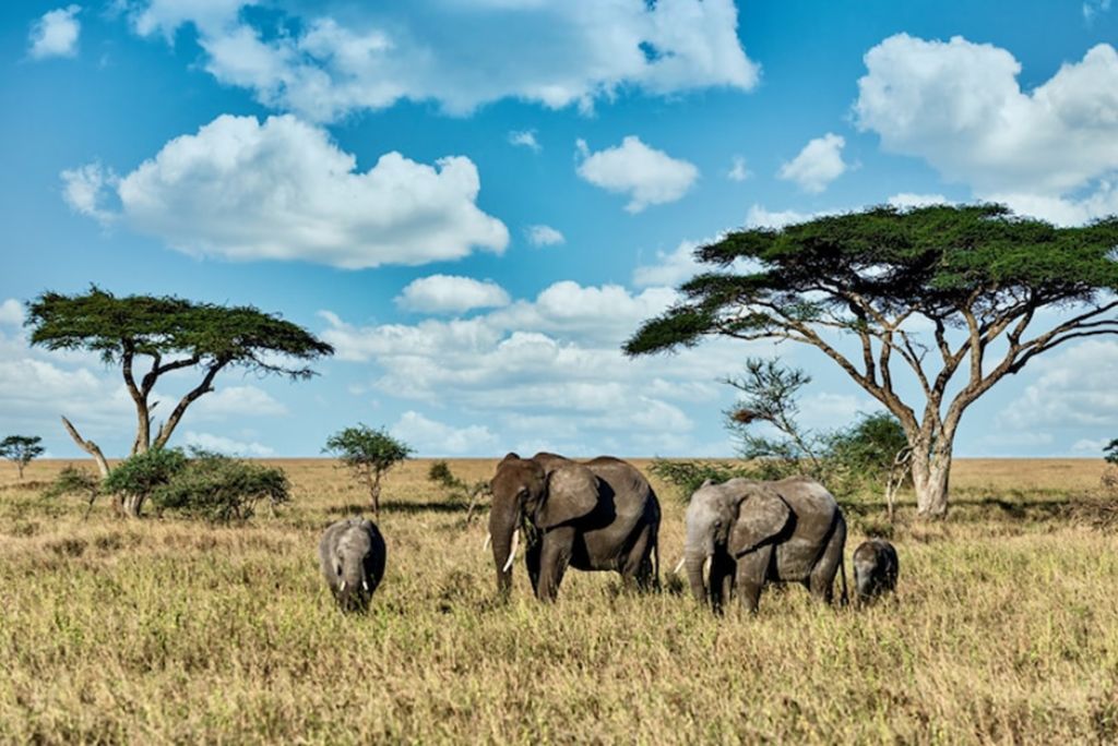 Best Time for Tanzania Safari