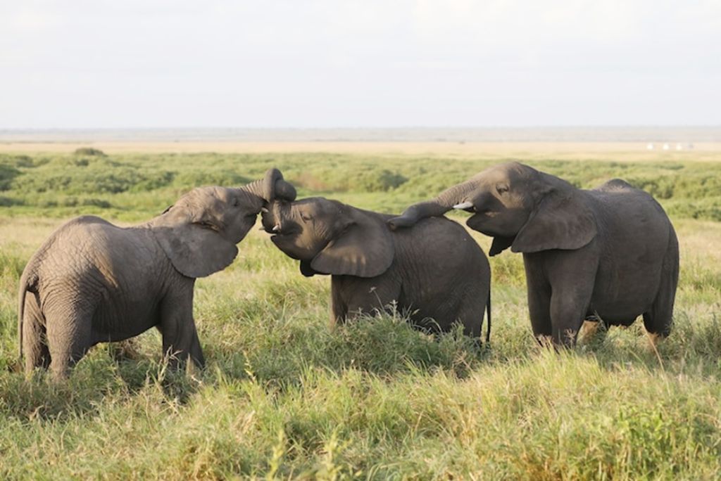 Big Five Tanzania