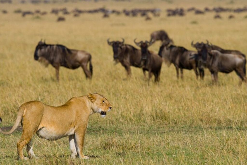 Big Five Tanzania