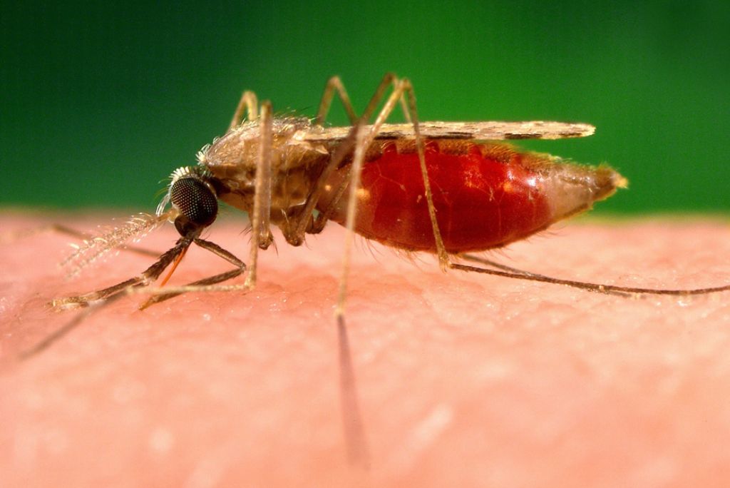 Malaria Prevention Tanzania Safari 