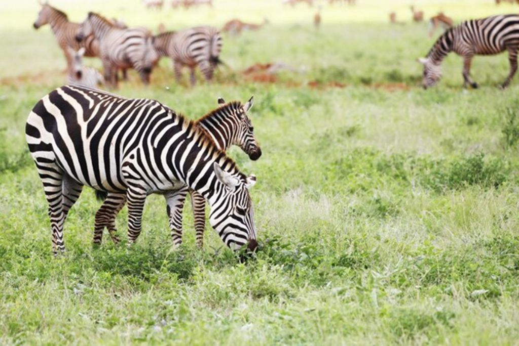 Ngorongoro Crater Wildlife