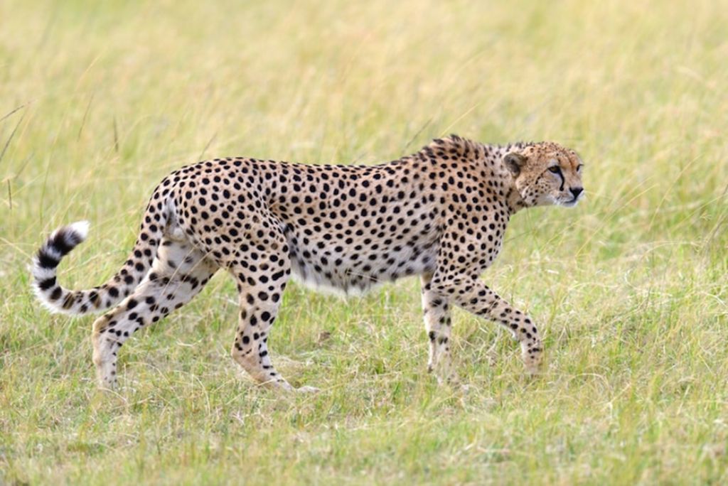 Safari Tour Tanzania