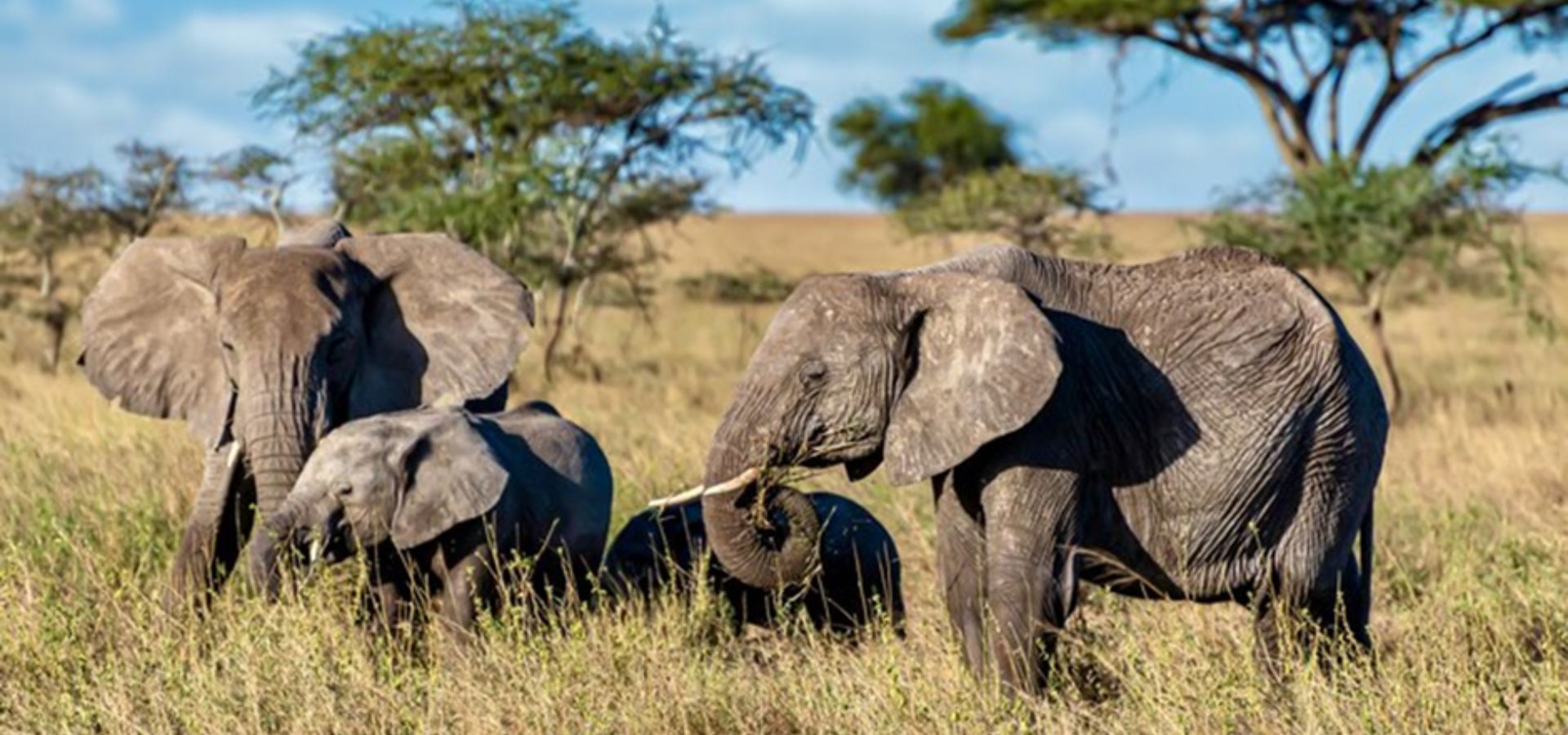 Safari Tour in Tanzania