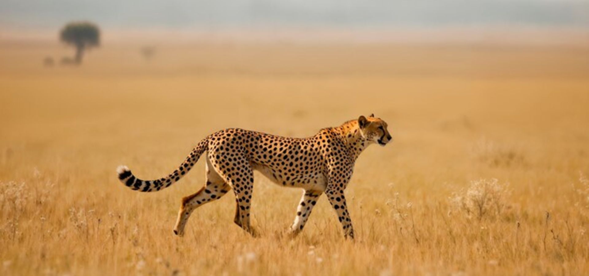 Tanzania Big Five Safaris