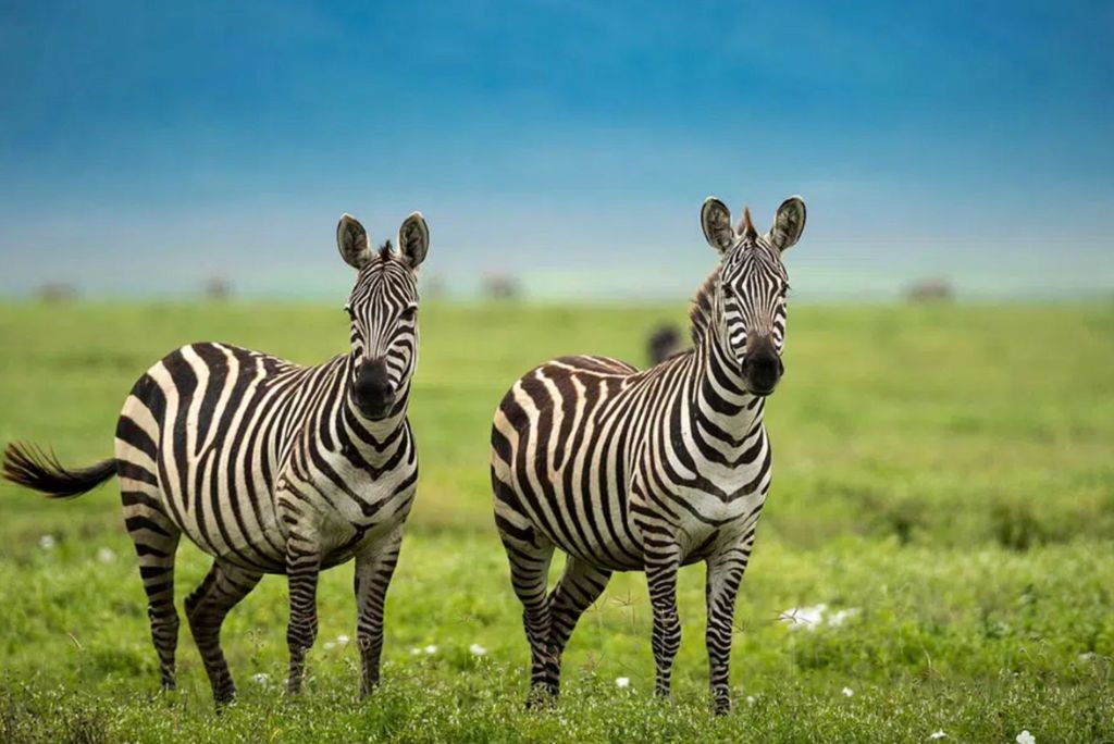 Tanzania Green Season