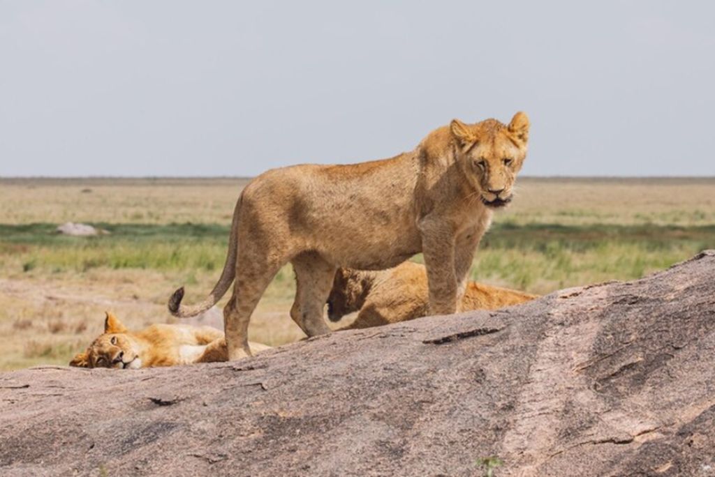 Tanzania Wildlife Safari