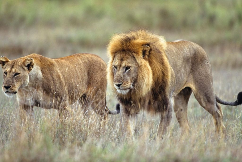 Tanzania’s Safari Seasons