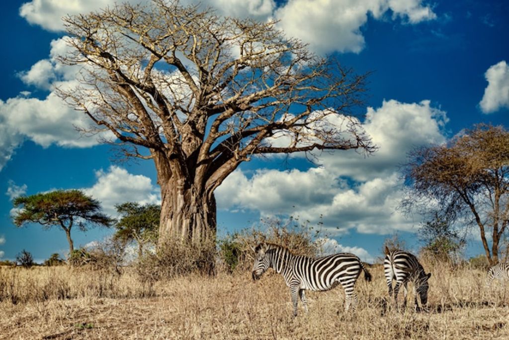Tarangire National Park Safari