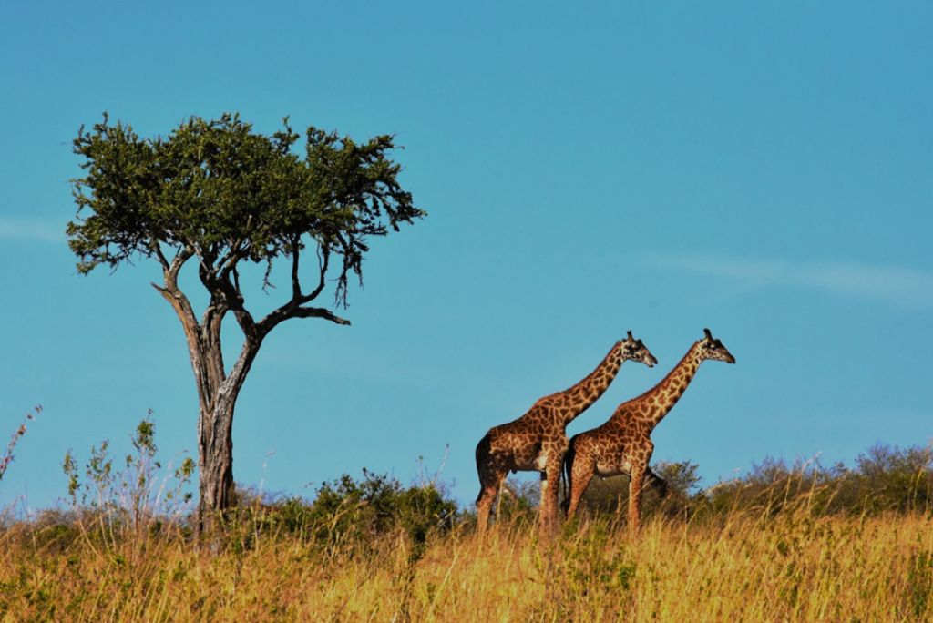Best Time to Visit Tanzania