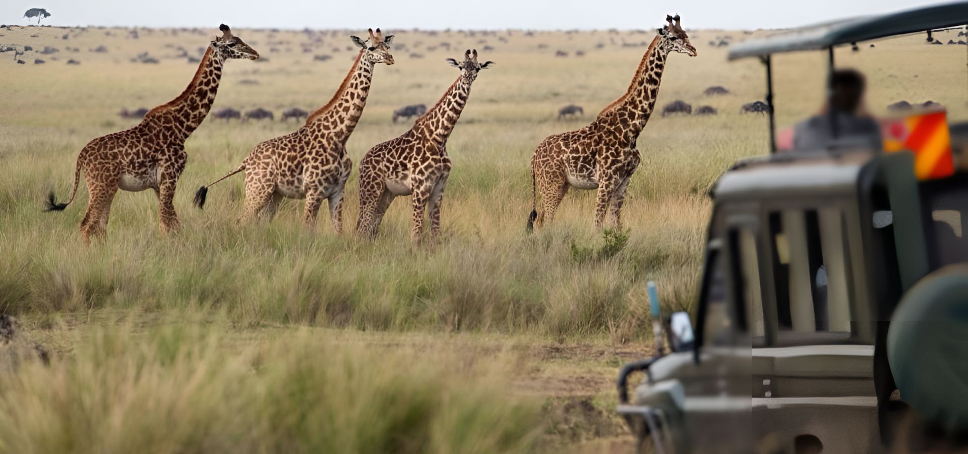 Safari Tours in Tanzania